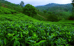 plantation experiences tea tour plantation experiences resort wayanad