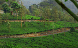 plantation experiences trekking on different tea trails plantation experiences resort wayanad