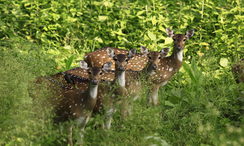 muthanga wild life accommodation